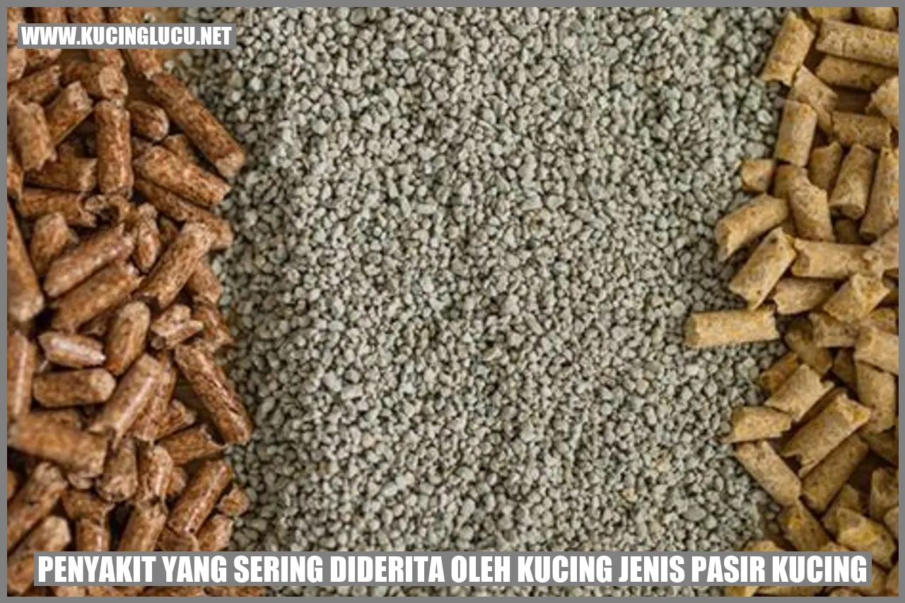 Kucing jenis pasir kucing