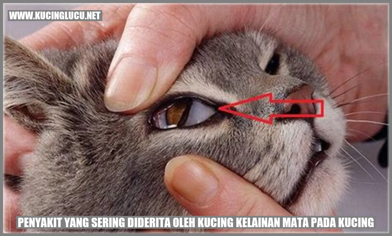 Gambar Kucing dengan Kelainan Mata
