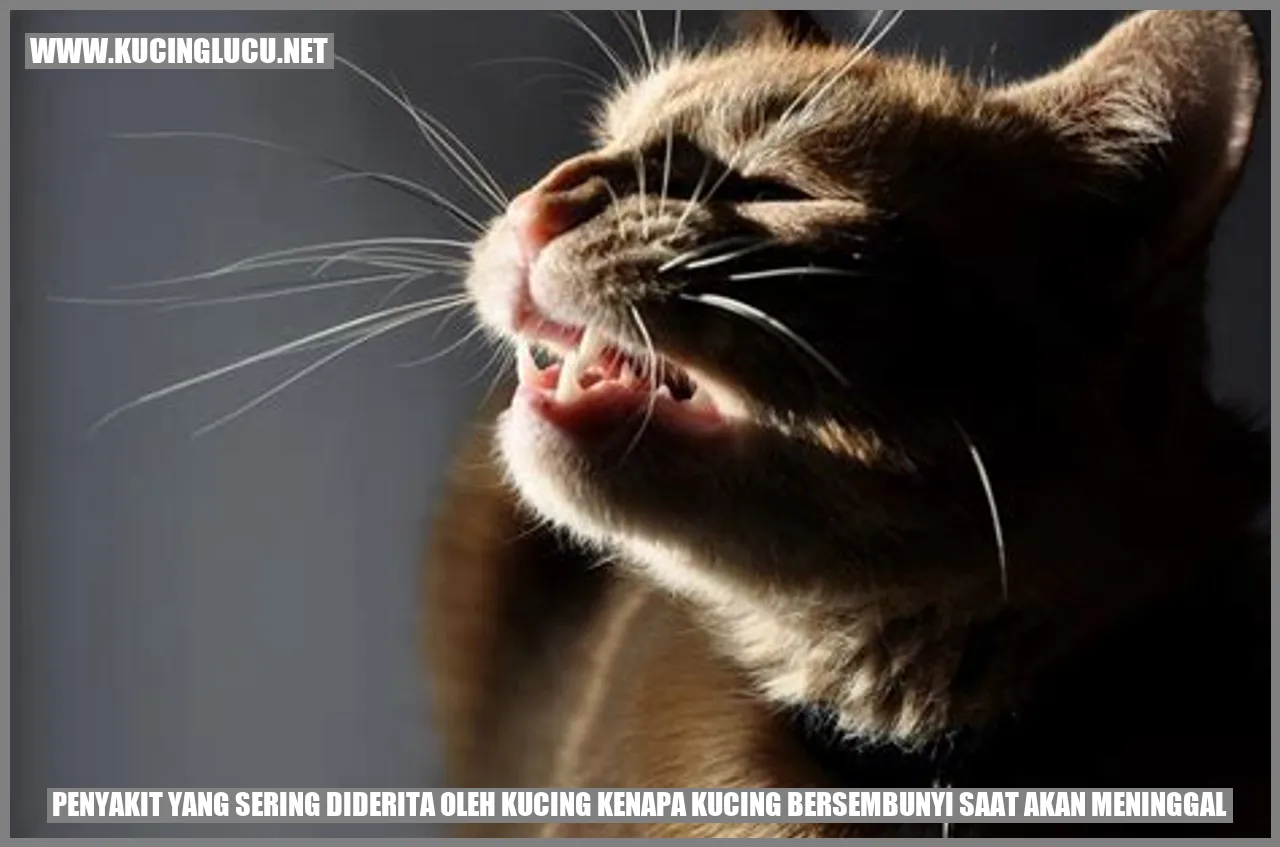 Gambar Kucing