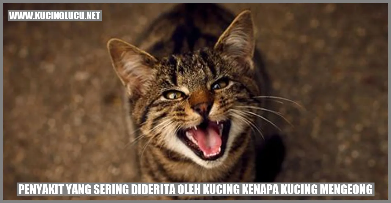 Gambar Kucing