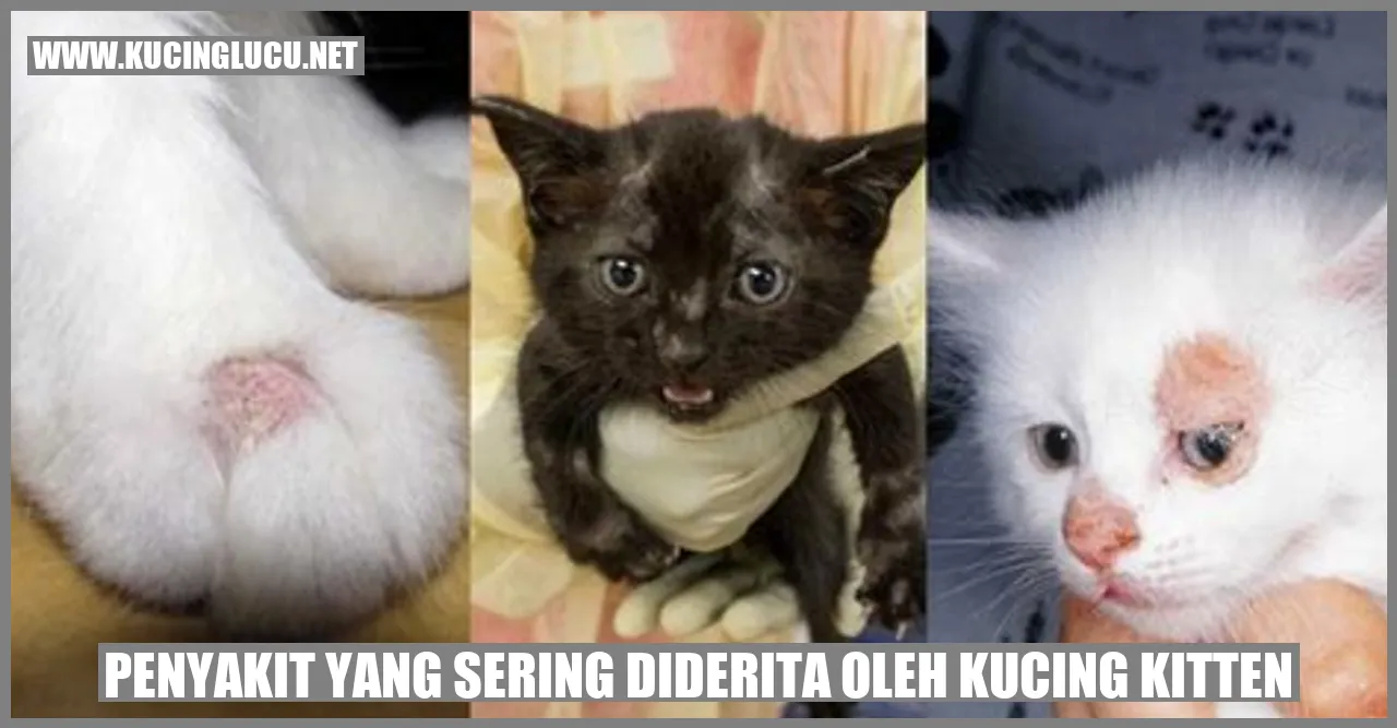 Penyakit yang Sering Diderita oleh Kucing kitten
