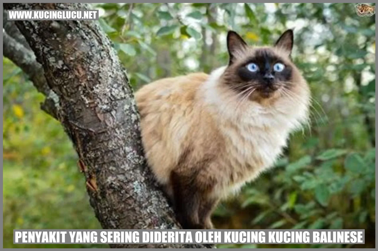 Gambarkucingbalinese
