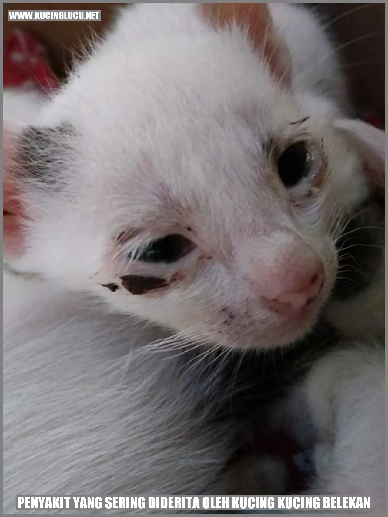 Kucing Belekan