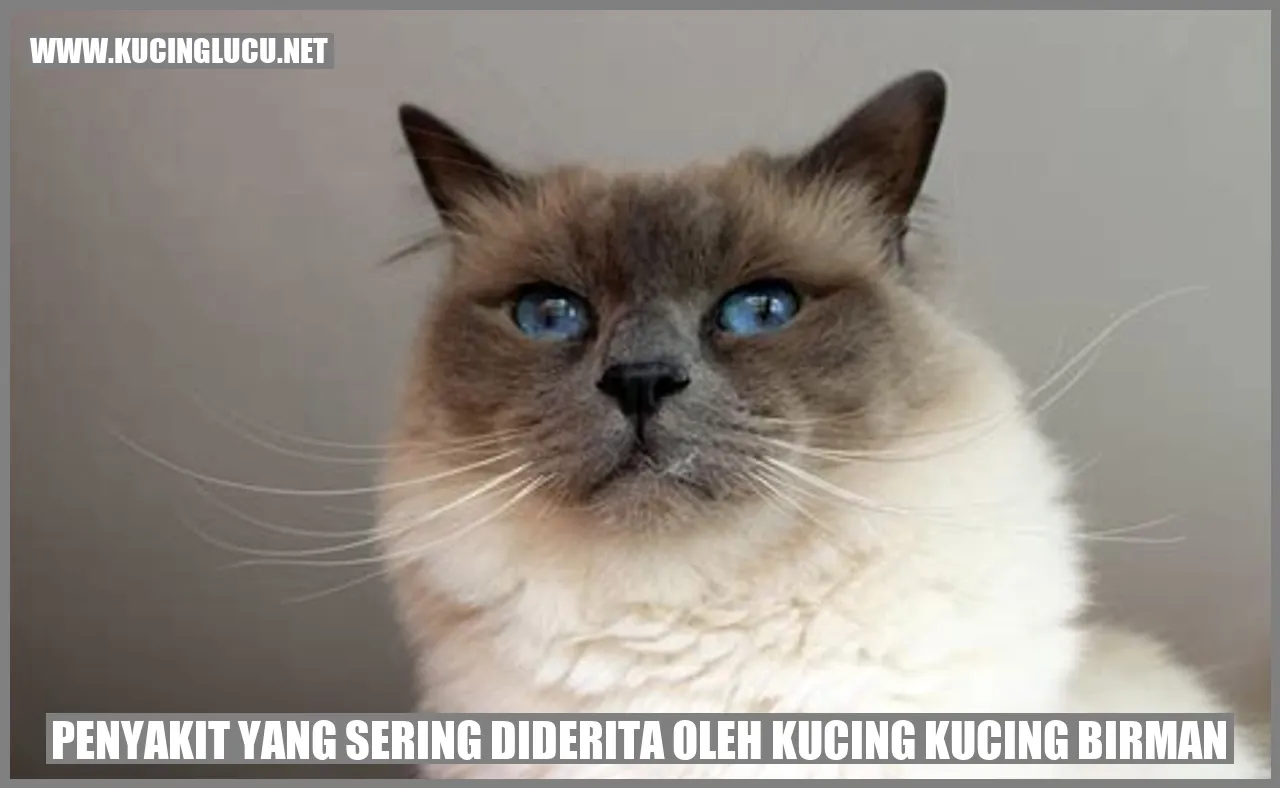 gambar kucing birman