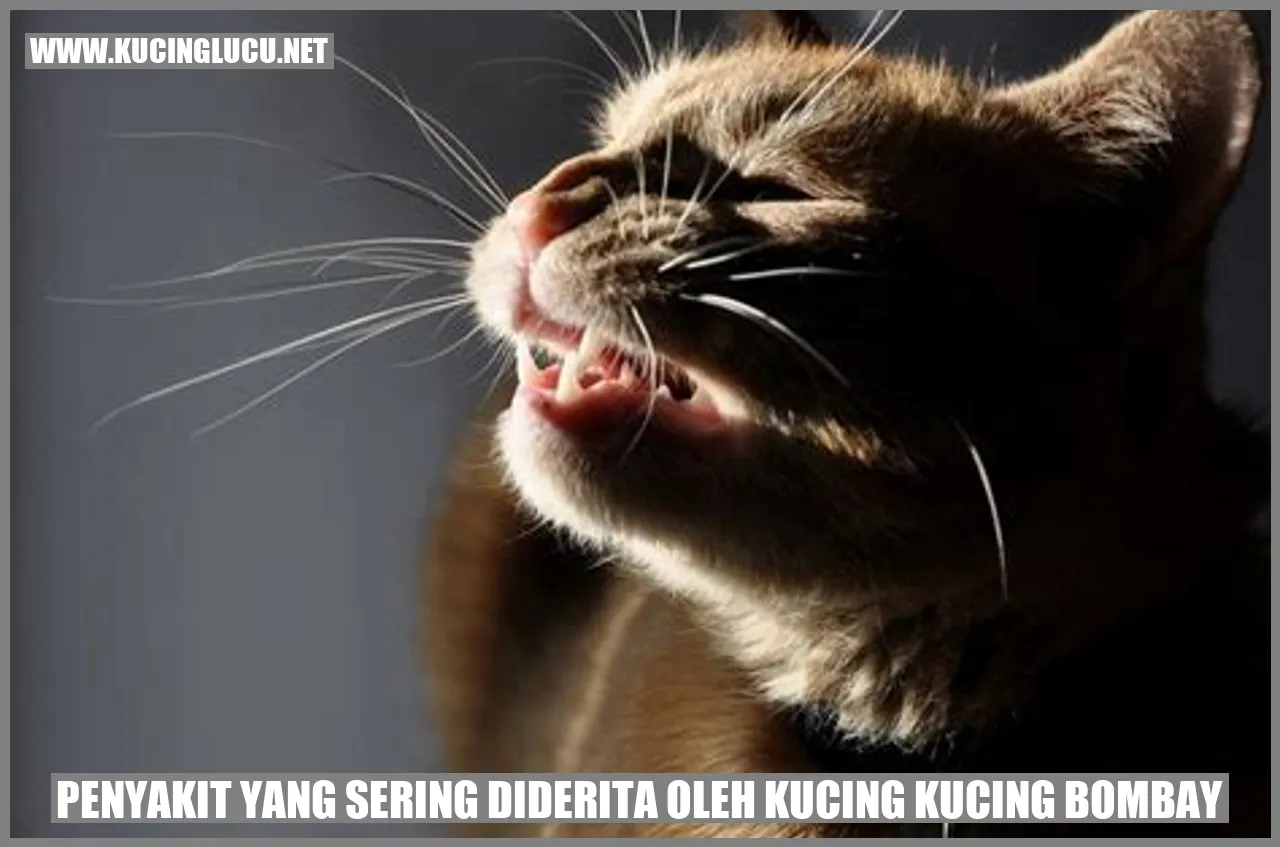 Gambar Kucing Bombay