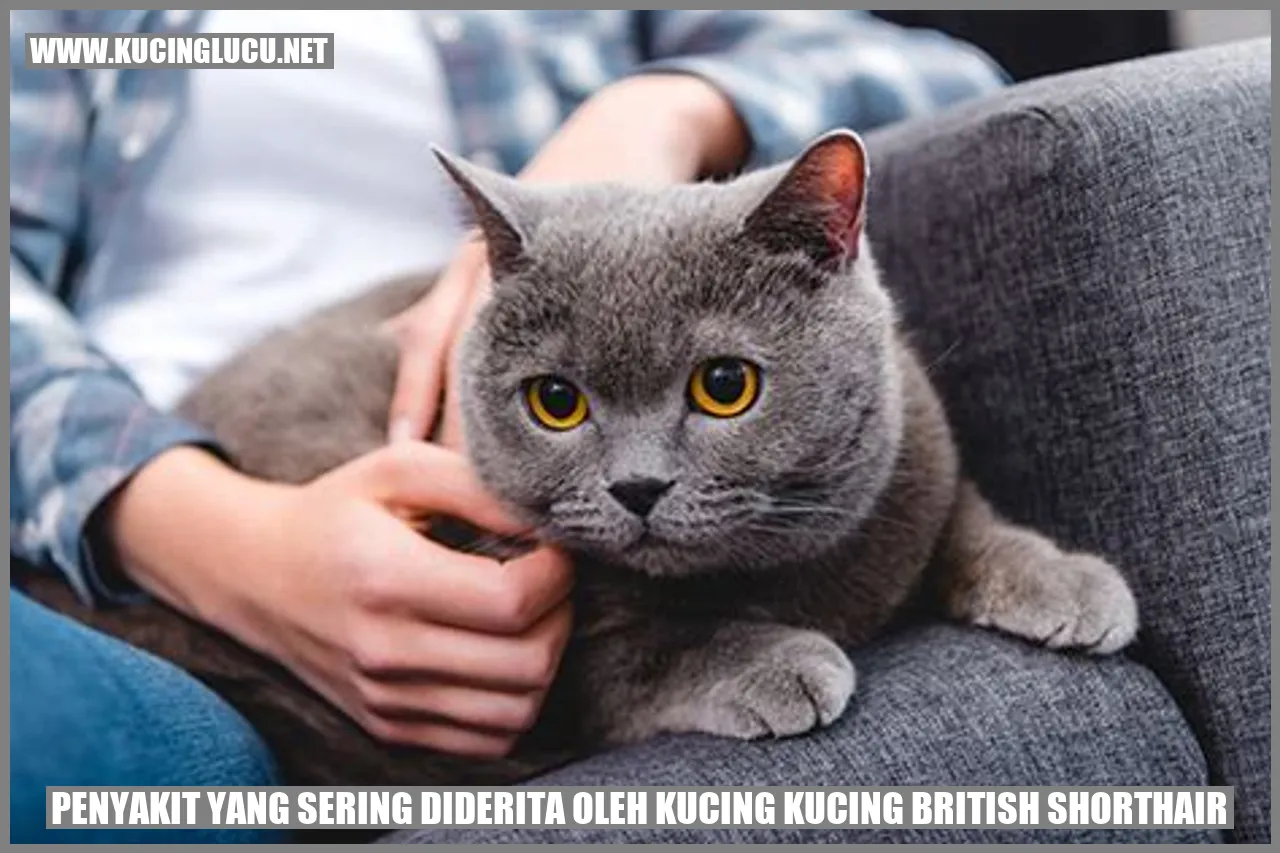 Kucing British Shorthair