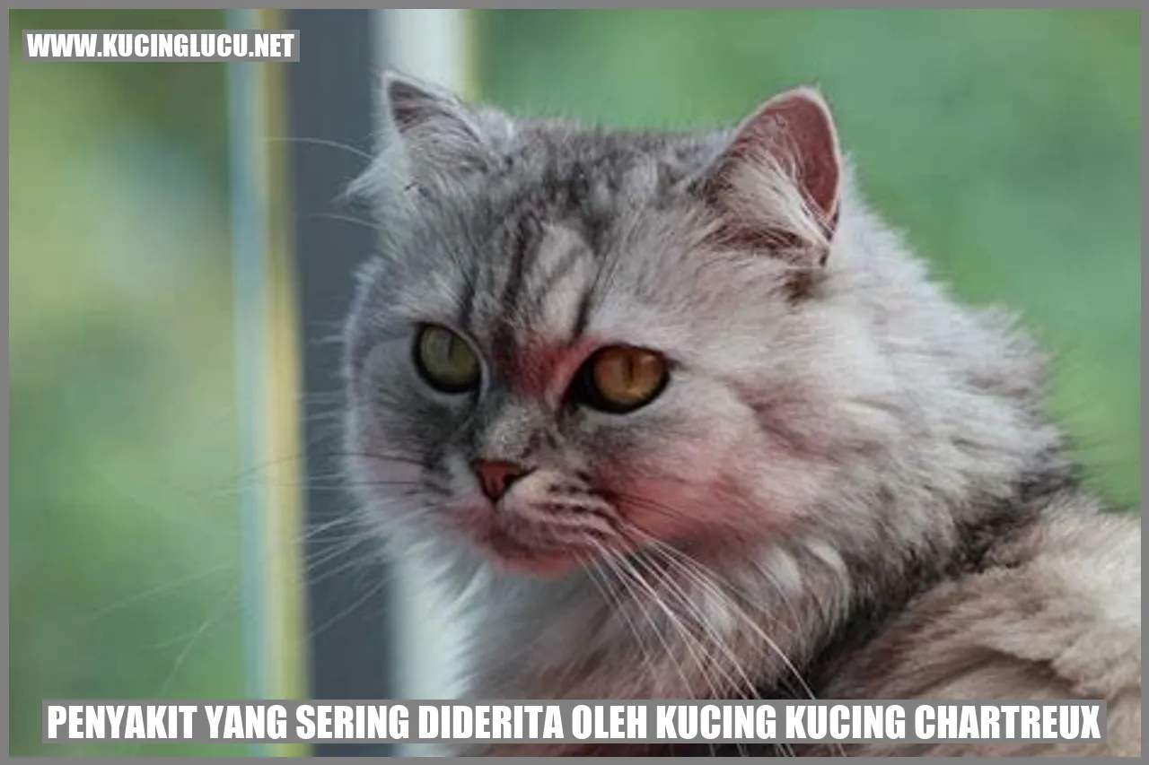 Kucing Chartreux