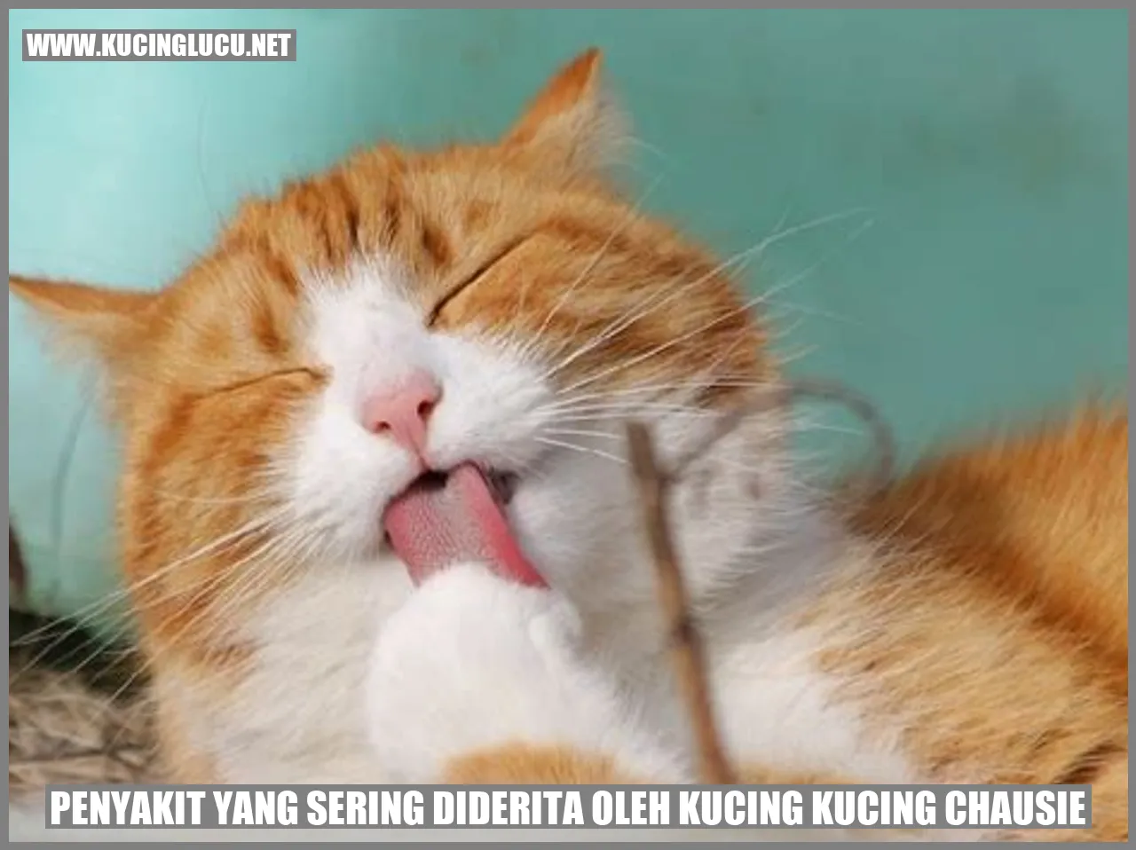 Penyakit yang Sering Diderita oleh Kucing Chausie