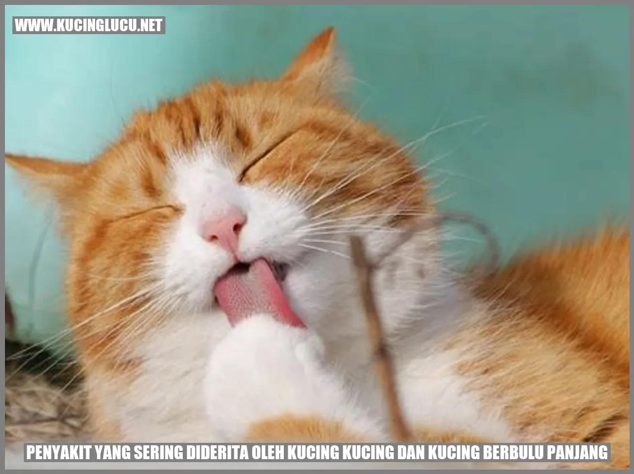 Kucing dengan bulu panjang