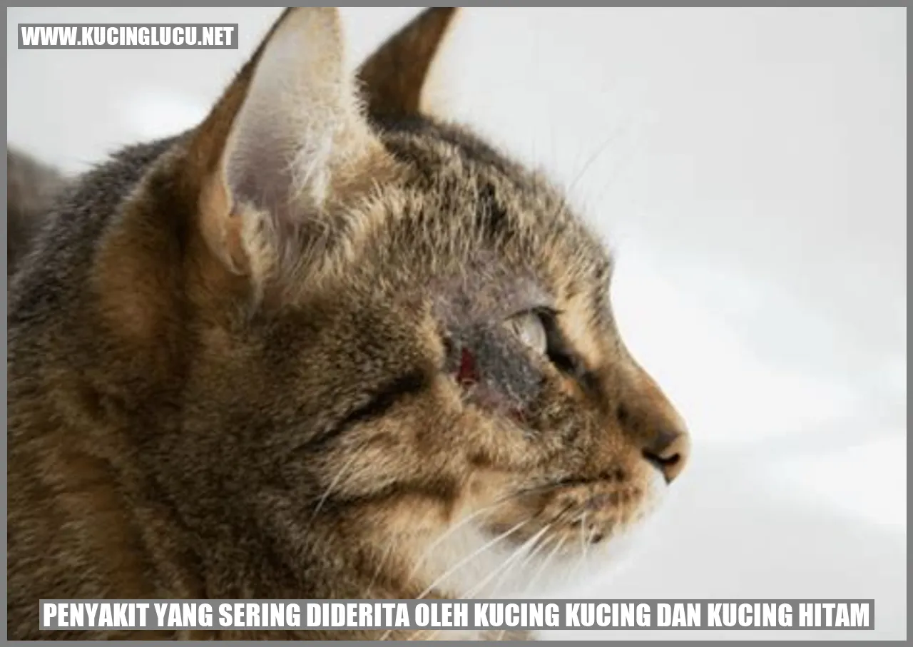 Gambar Kucing