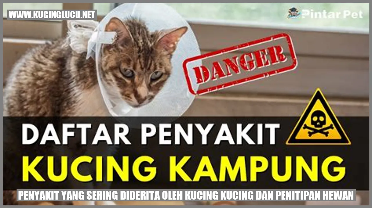 Gambar Kucing yang Sakit