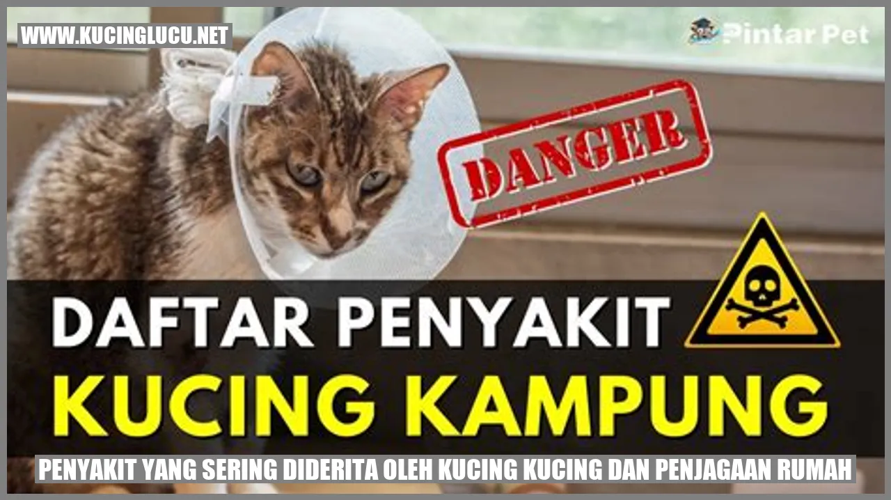 Kucing di depan rumah