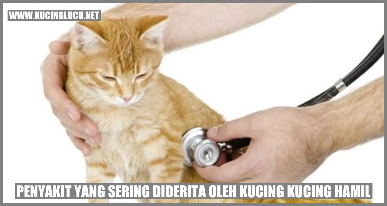Kucing Sedang Hamil