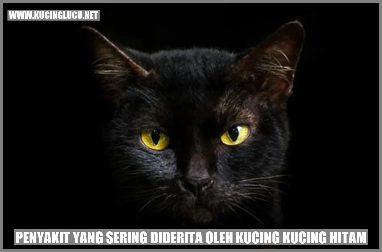 Gambar Kucing Hitam