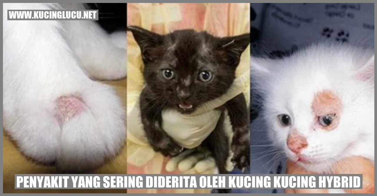 Kucing Hybrid