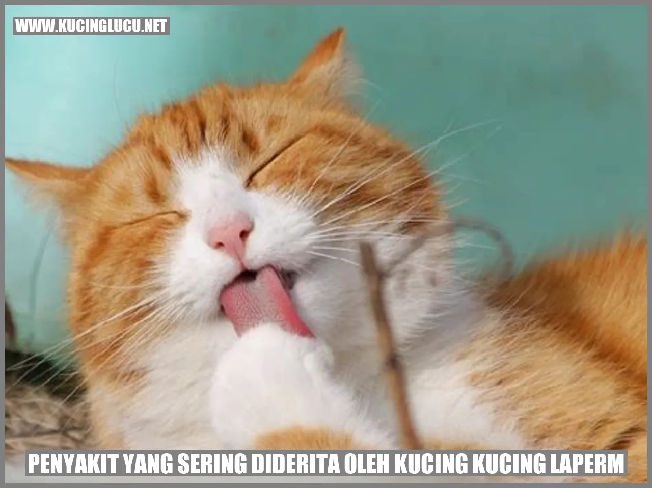 Kucing LaPerm