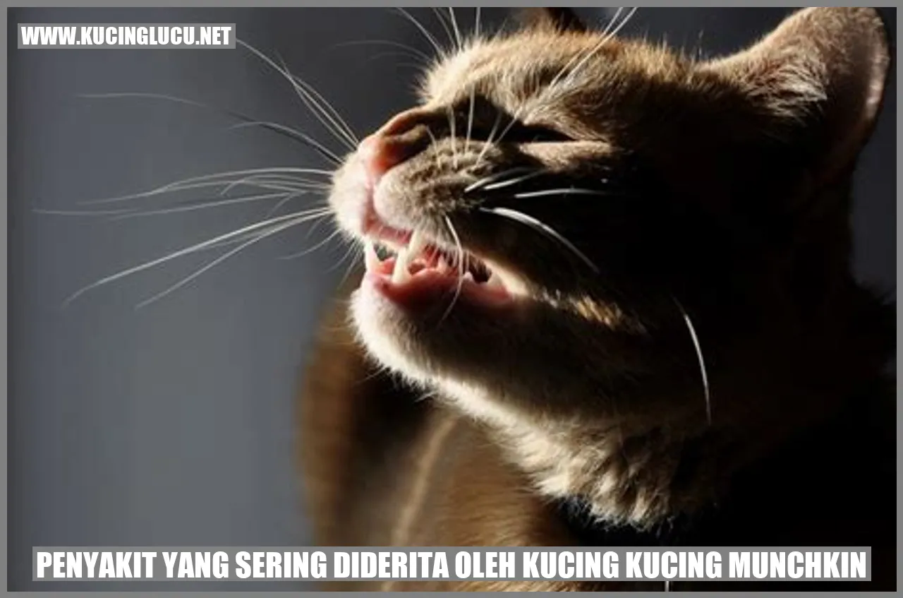 Penyakit yang Sering Diderita oleh Kucing Kucing Munchkin