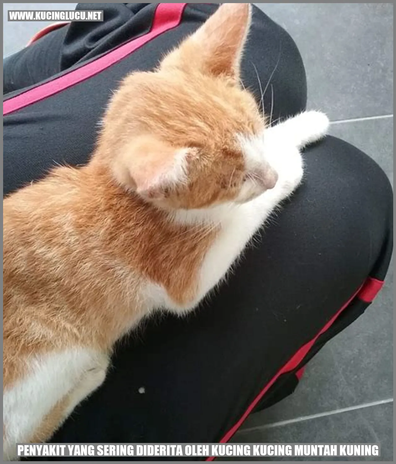 kucing muntah kuning