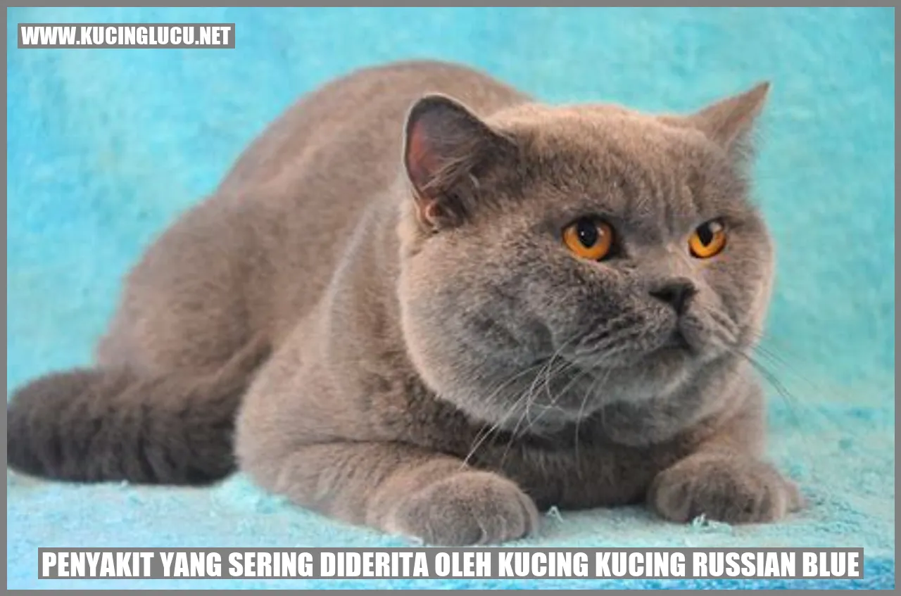 Kucing Russian Blue