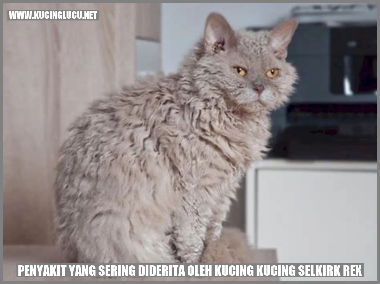 Kucing Selkirk Rex