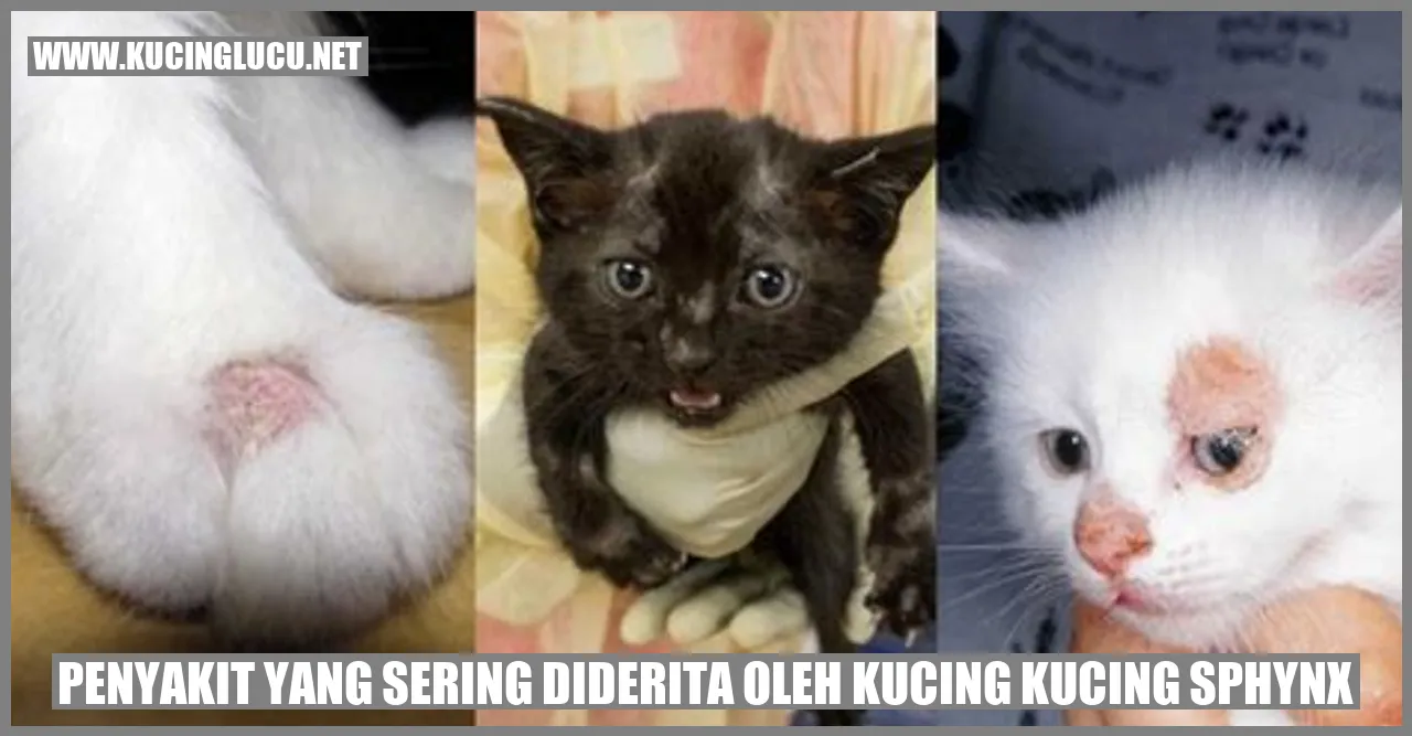 Kucing Sphynx
