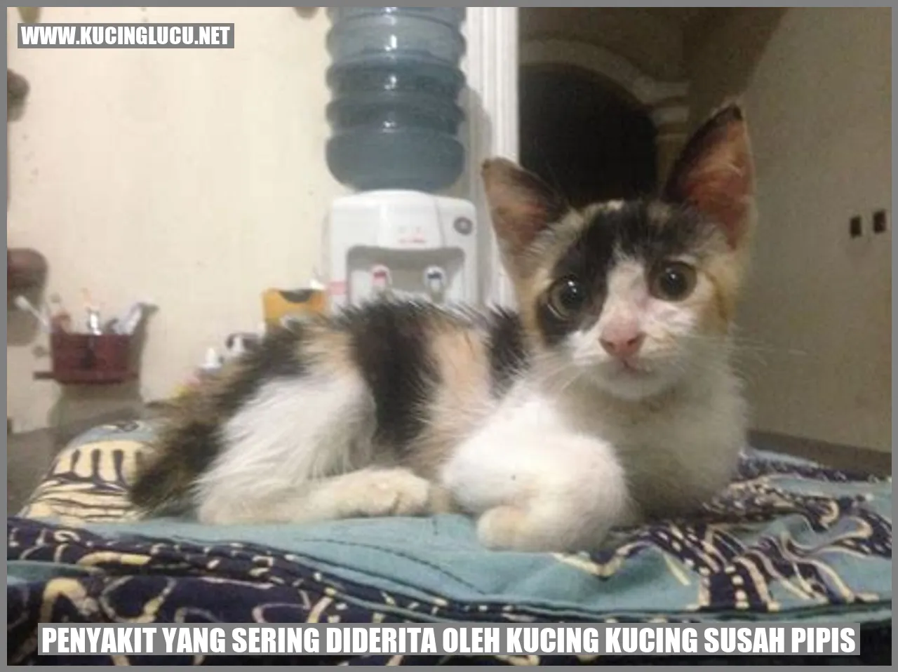 kucing susah pipis