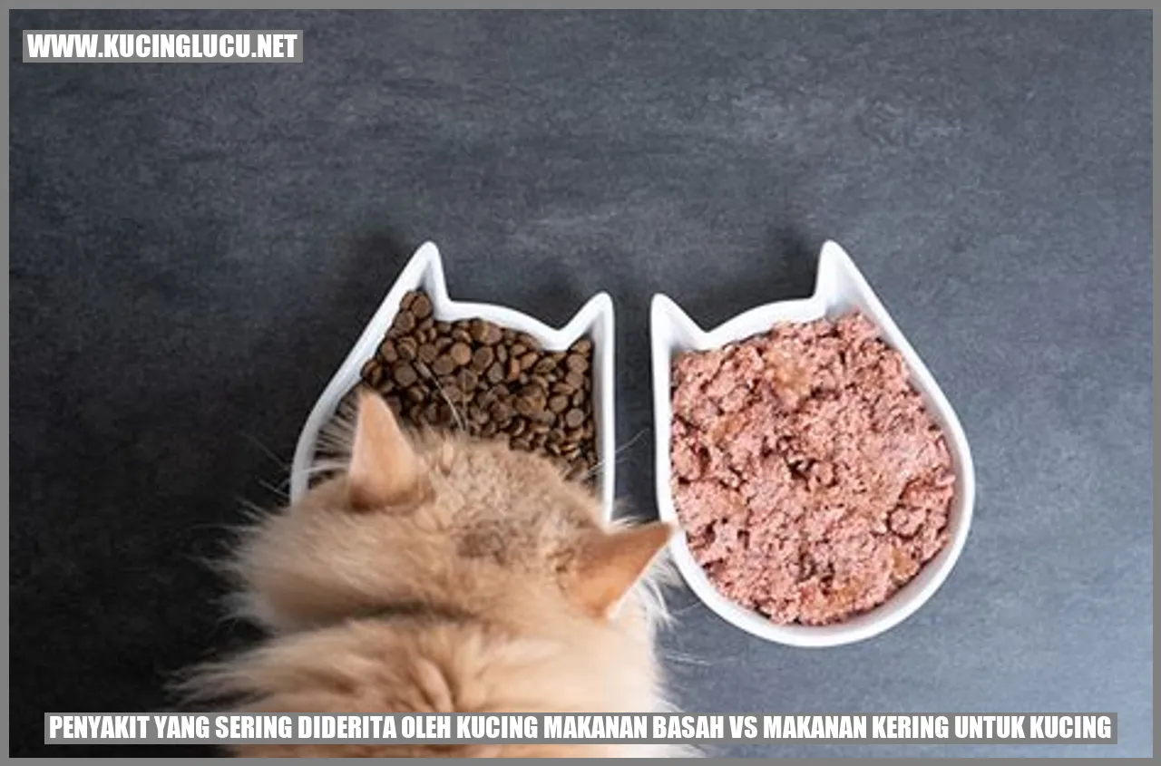 Penyakit yang Sering Diderita oleh Kucing
