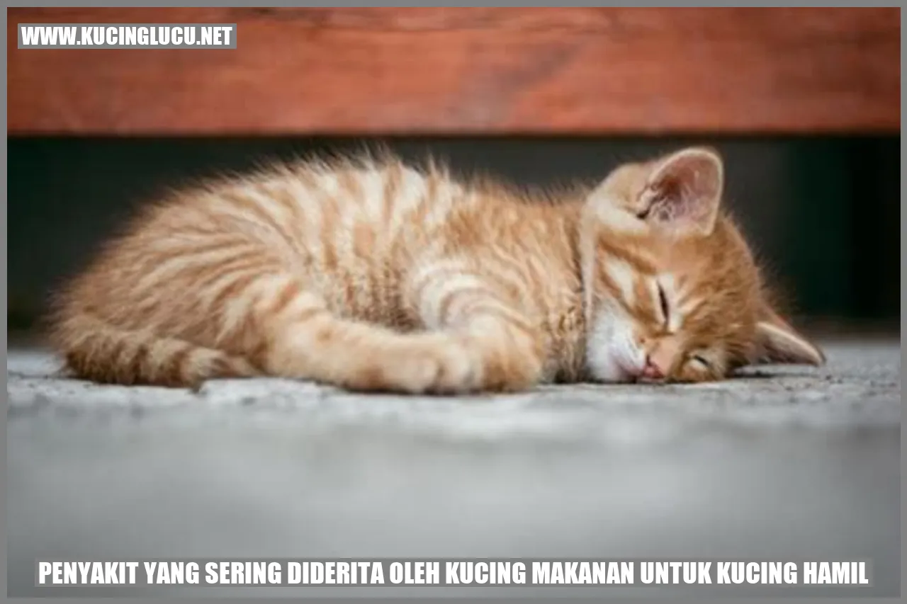 Gambar Penyakit yang Sering Diderita oleh Kucing makanan untuk kucing hamil