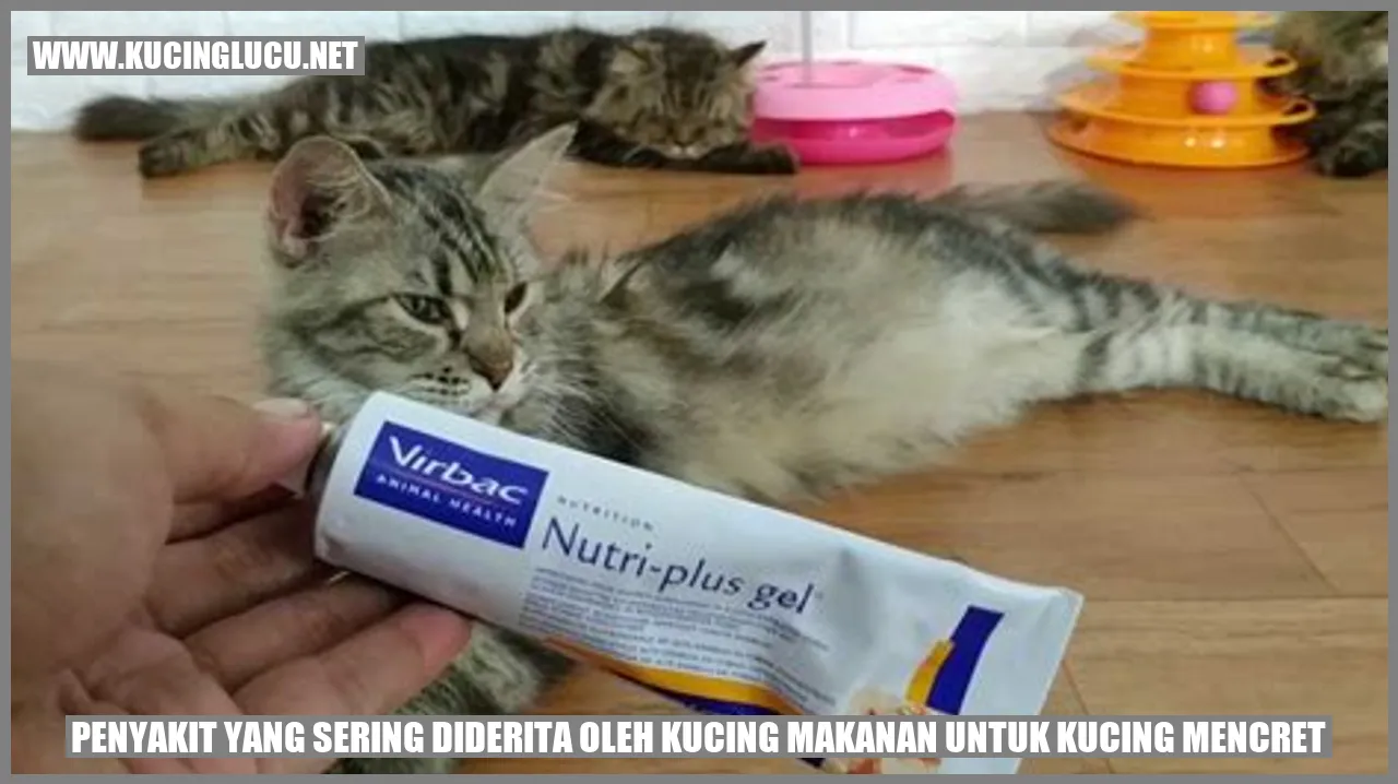 gangguan pencernaan pada kucing