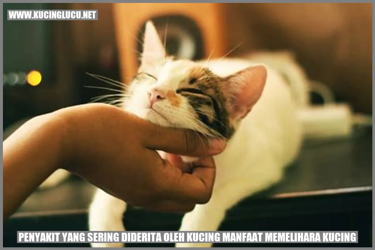 Gambar Kucing