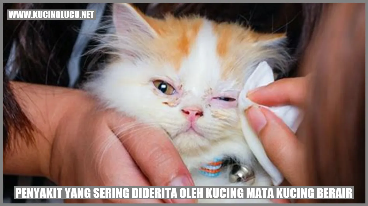 mata kucing berair