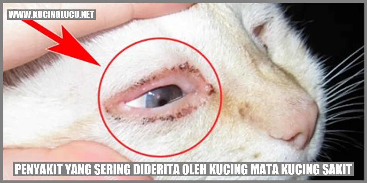 Kucing dengan mata sakit