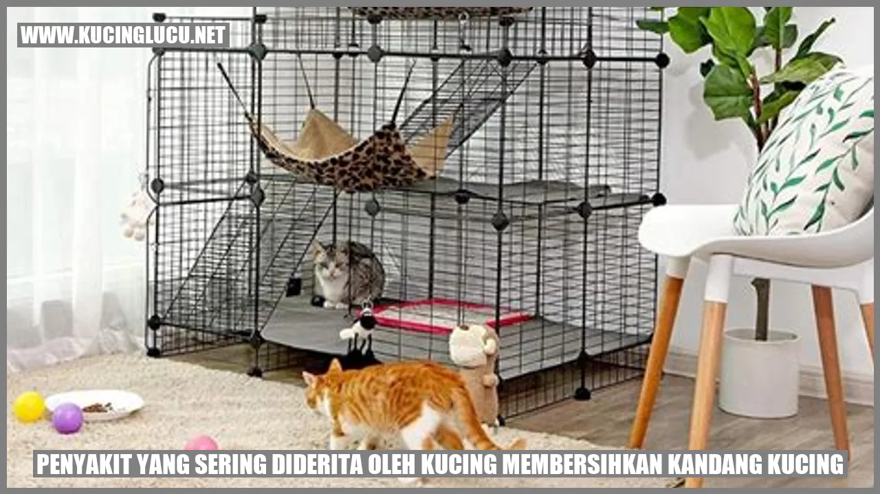 Penyakit yang Sering Diderita oleh Kucing membersihkan kandang kucing