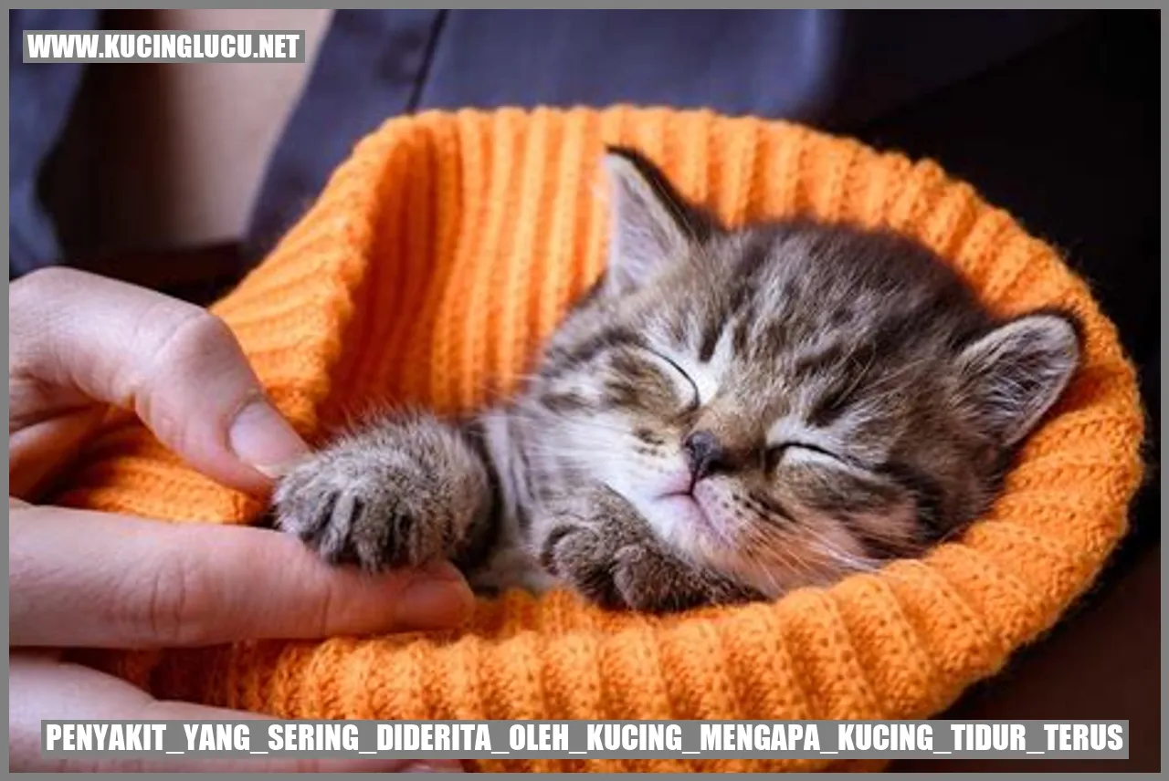 Ilustrasi kucing sedang tidur