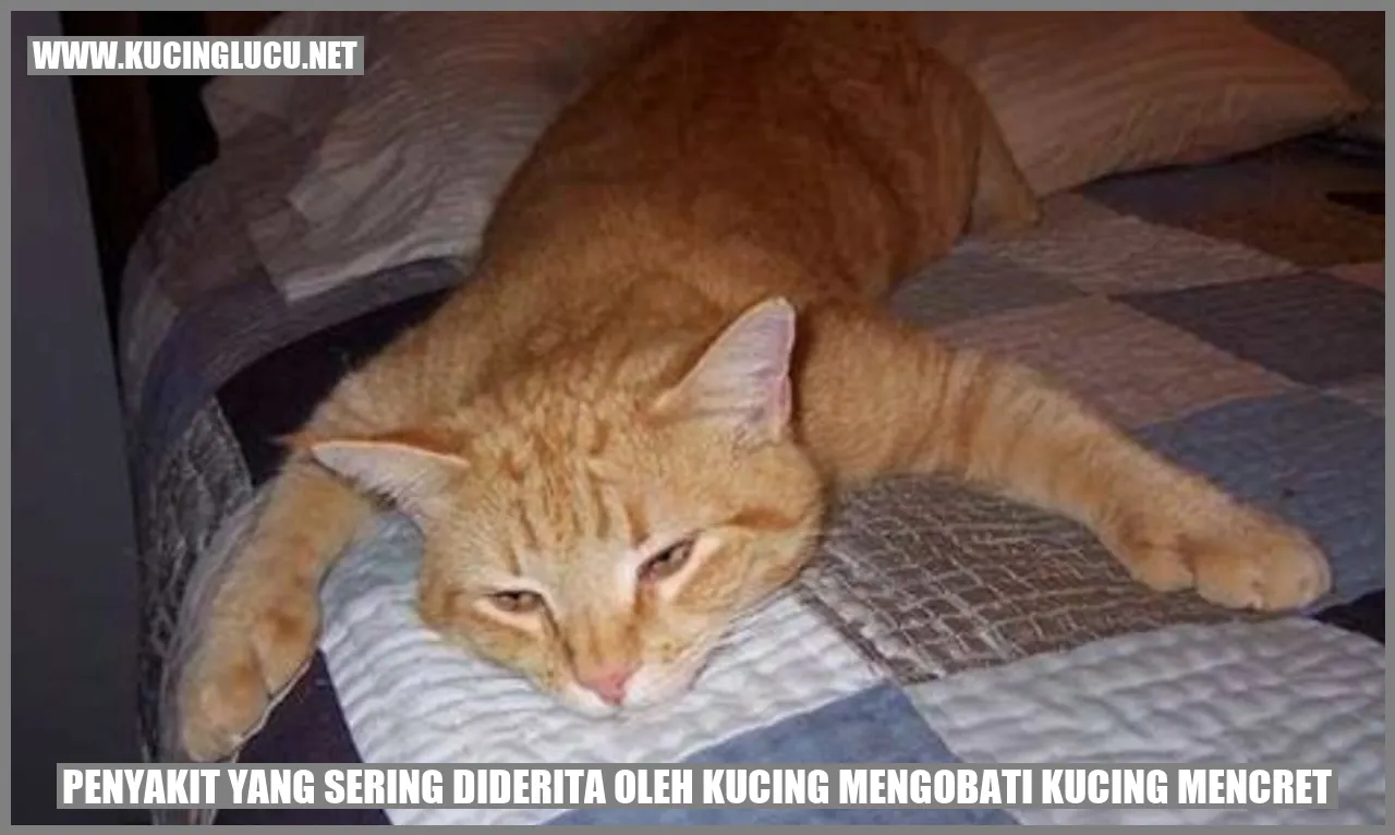 Ilustrasi Kucing Sehat