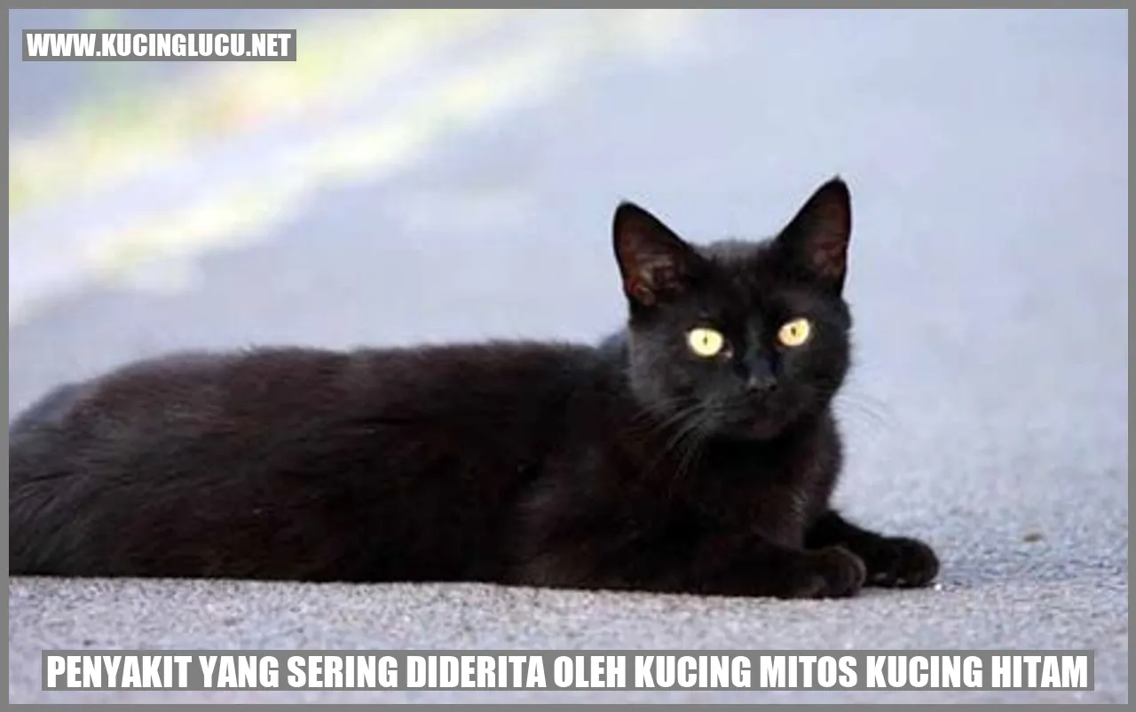 Kucing Hitam