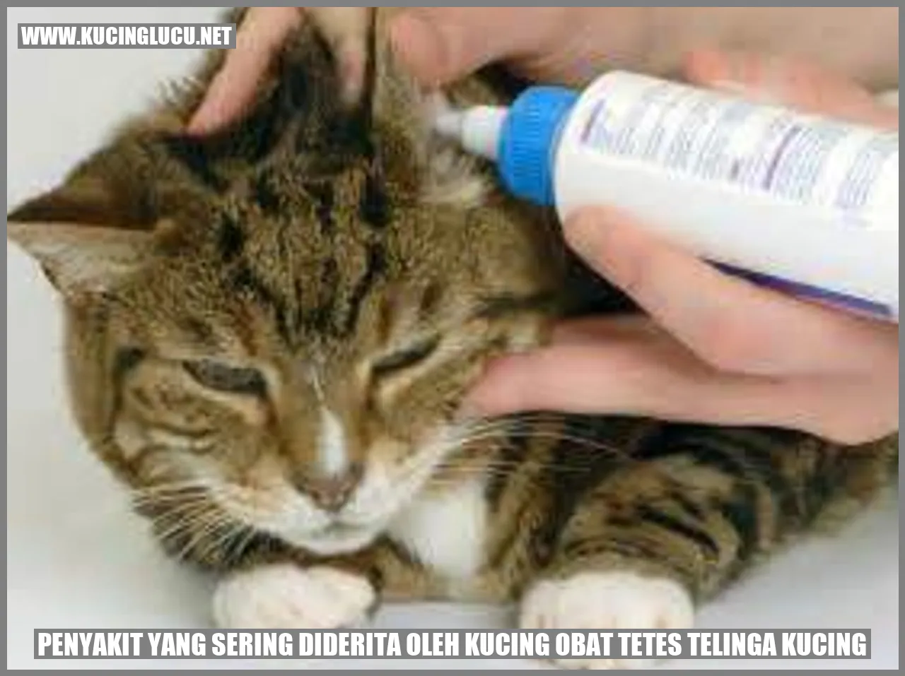 Obat Tetes Telinga Kucing