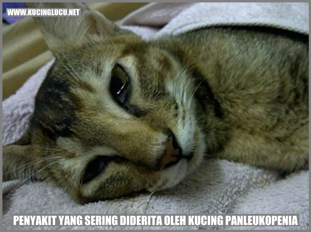 Kucing yang terpapar panleukopenia