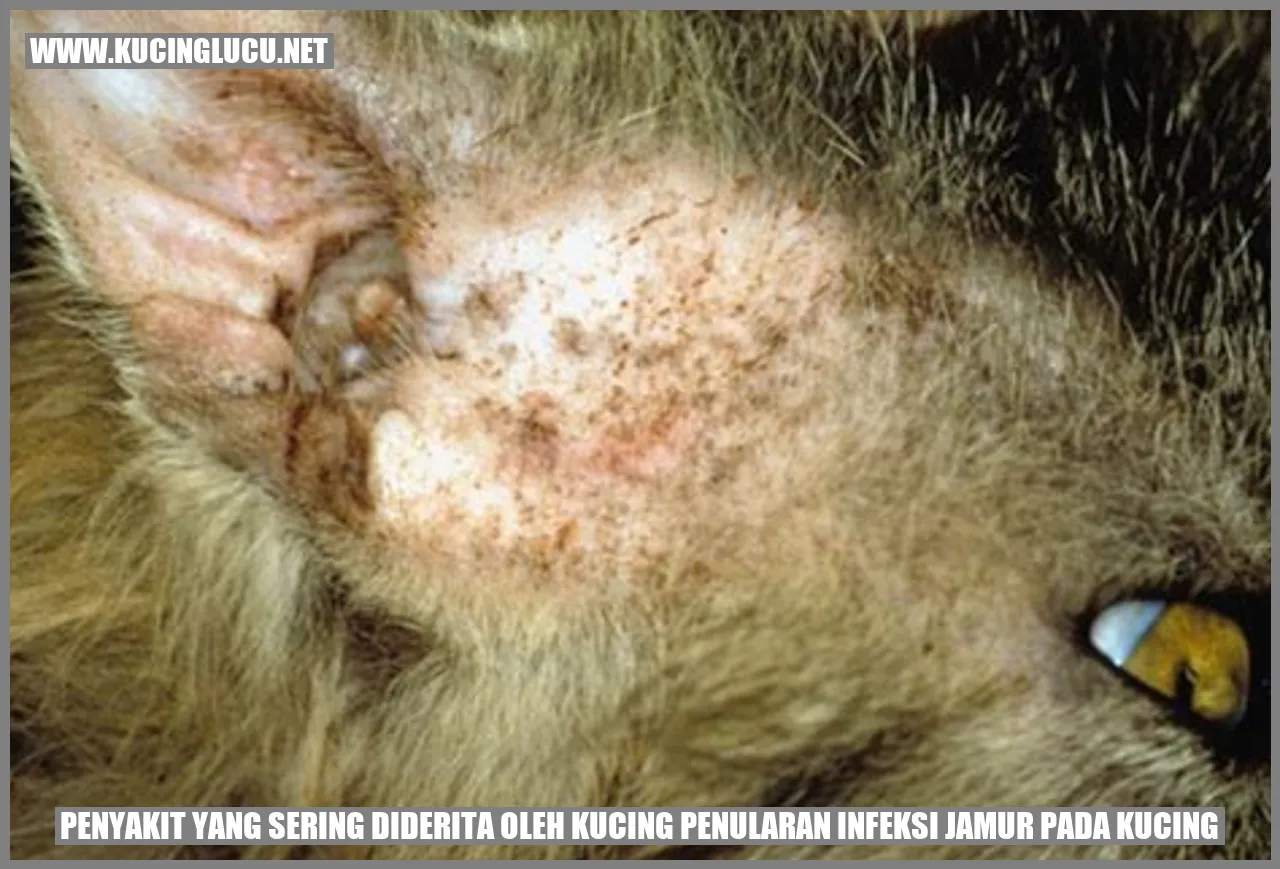 Infeksi Jamur pada Kucing