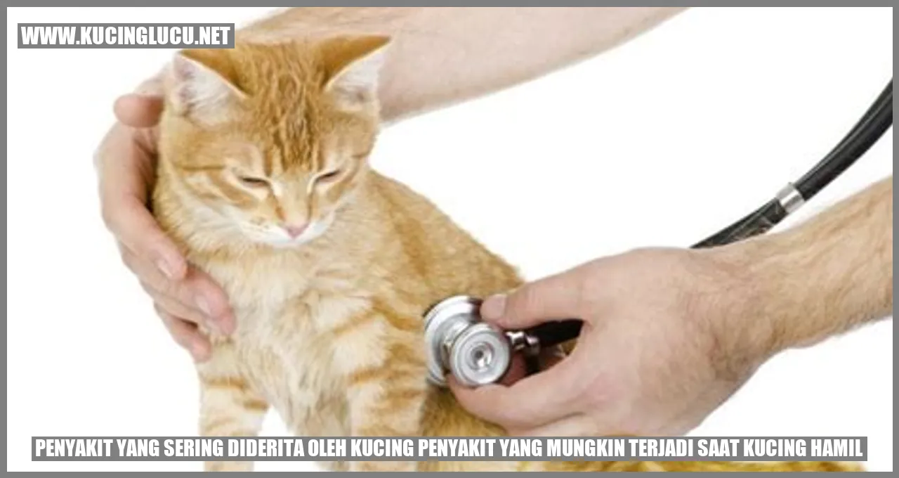 Kucing mengandung
