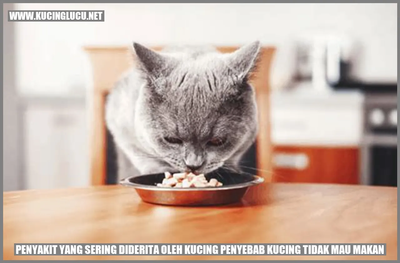 Gambar Kucing