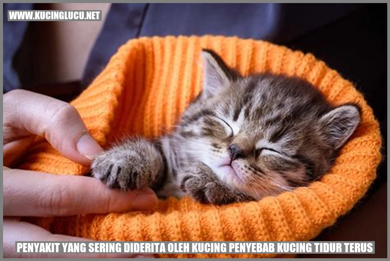 Gambar kucing sedang istirahat