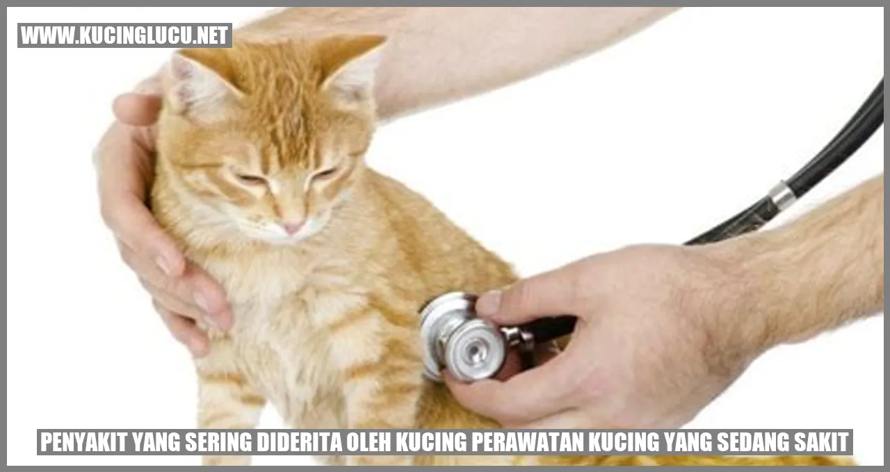 Penyakit yang Sering Diderita oleh Kucing