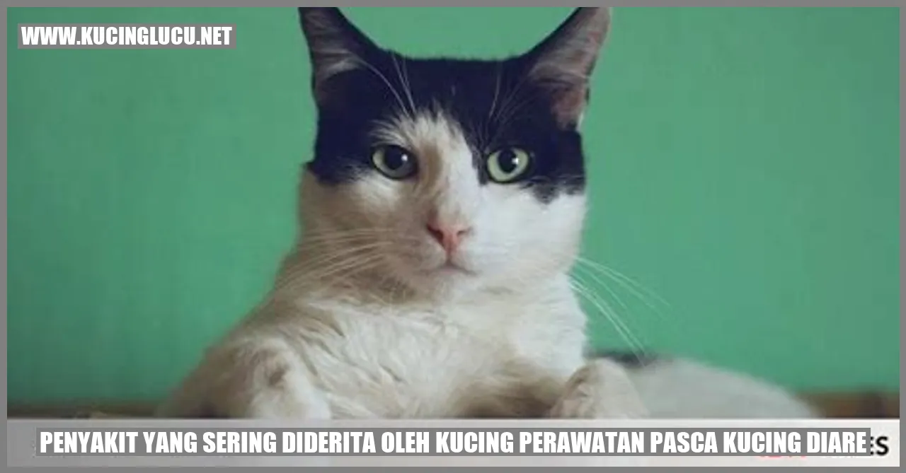 Gambar Kucing