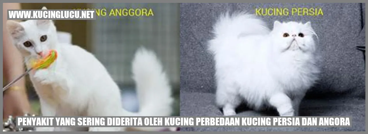 Kucing Persia dan Angora