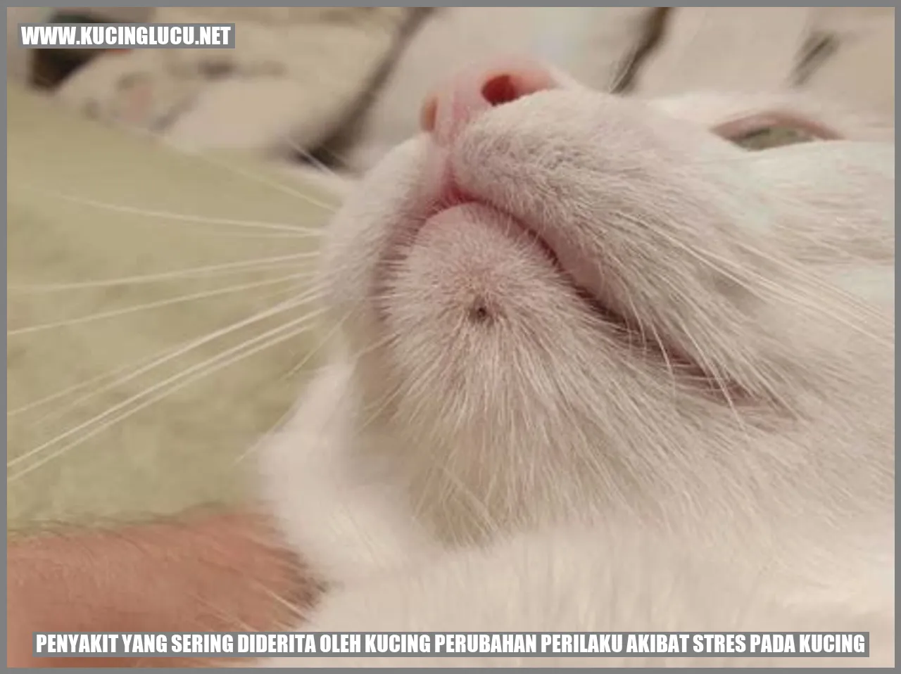 Gambar kucing yang mengalami stres
