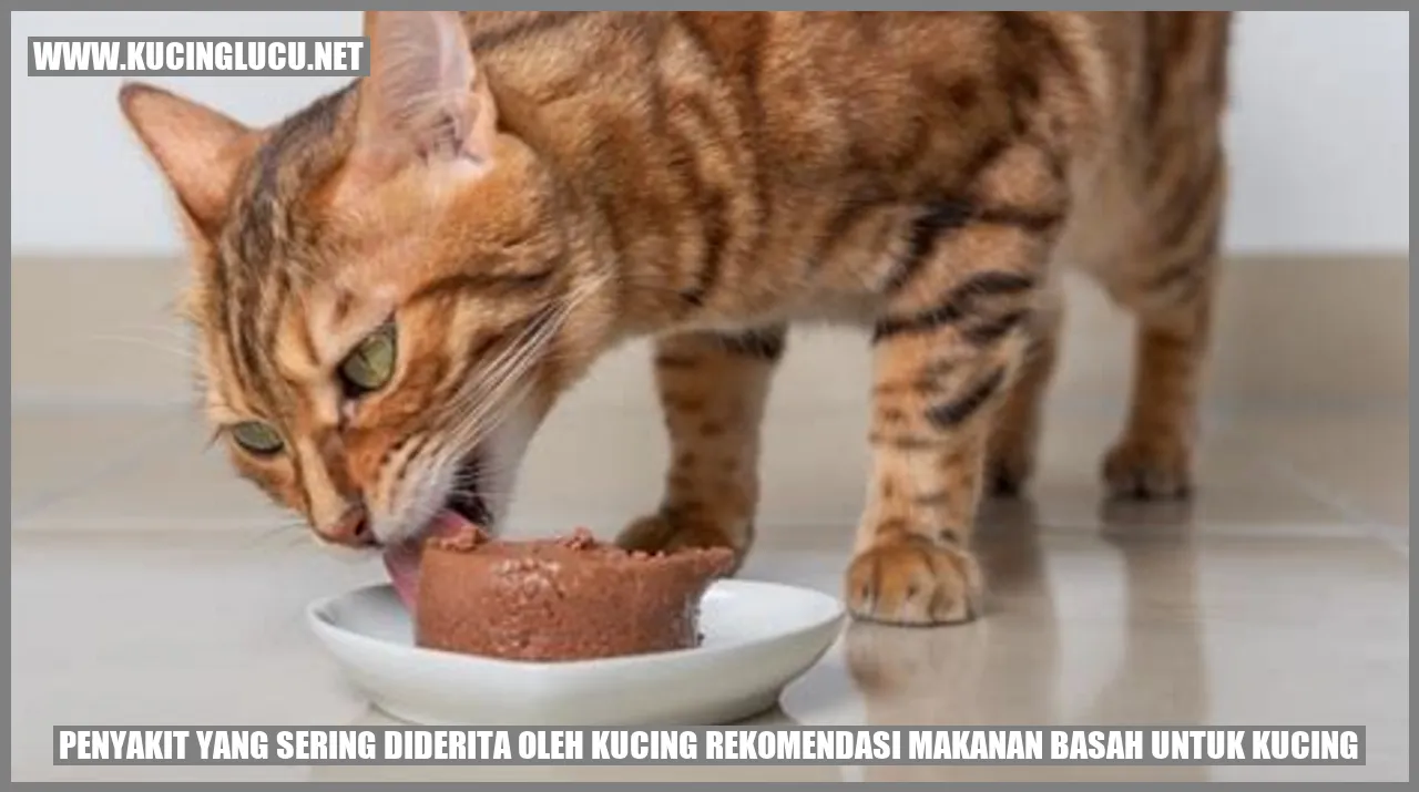 Kucing Makanan Basah
