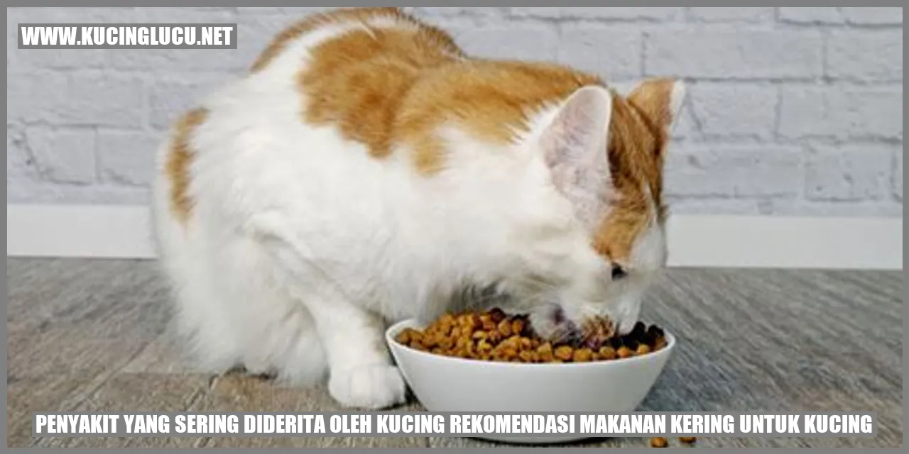 Gambar Kucing