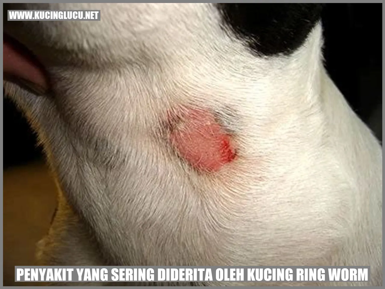 gambar kucing yang terkena ringworm