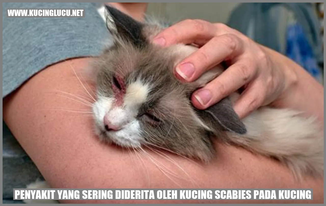 Kudis pada kucing